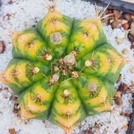 泰國進口米哈老虎王牡丹錦實生龜甲大型極品稀有品種開花好養 Gymnocalycium mihanovichii var. friedrichii(