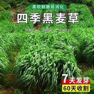 Grass Seed Quadruple Body Rye Grass Seed Winter Grass Seed 70 Rye Grass Seed Cold-Resistant Chicken 