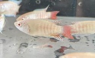 【彩蝦屋】白子蓋斑鬥魚3-4公分 防蚊蟲 孑孓 鬥魚 觀賞魚