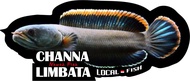 STICKER AKUARIUM MINI IKAN CHANNA LIMBATA 9x 3cm