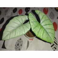 alocasia Bisma Bisma silver rawatan