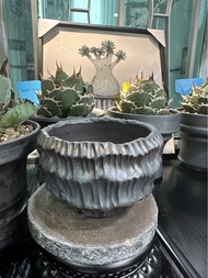 高質日式🇯🇵陶瓷手造鉢，有質感，塊根漆樹橄欖仙人掌多肉觀葉植物花盆鉢🔥（如果有需要其他尺寸大小盆，亦歡迎查詢）
