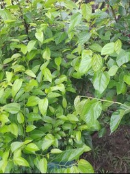 桑葉茶 100%有機，天然生曬