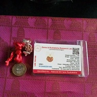 Authentic Lab Tested Nepal 6 Face Rudraksha.