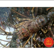 Lobster Hidup Live Seafood Uk 150-200Gram Per Ekor