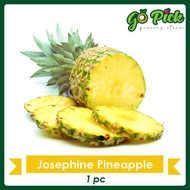 Josephine Pineapple / Nenas Josa 水晶黄梨 1pc [FRESH FRUIT]