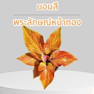 บอนสีพระลักษณ์หน้าทอง บอนสีนำโชค หน้าใบทองคำ กระถาง 4 นิ้ว