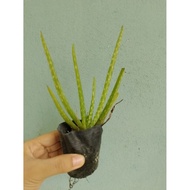 Anak pokok lidah buaya