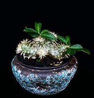 #271 象牙玉　Pachypodium eburneum/ 塊根植物 Caudex / 另售象牙宮、龜甲龍、索馬里葡萄甕、念珠橄欖/ 多肉植物