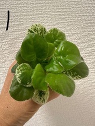 出售非洲堇紫羅蘭花苗