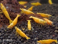 Golden Sand  Shrimp Neocaridina shrimp x 5 pcs by [3k Aquatic]