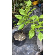 Pokok vilvam (3 faced plant) (Indian bael) 3 kaki besar yang paling laku