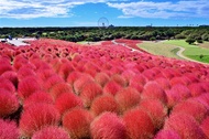 東京旅遊｜台灣虎航｜楓紅～日立掃帚草.足利花卉公園.袋田瀑布.偕樂園.日光東照宮.溫泉美食五日｜高雄來回