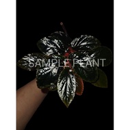 【HIDINGNATURE】 Begonia sarawak sp (SuperRare)