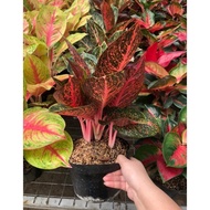 AGLAONEMA TIARA INDUK