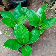 tanaman hias anturium jemani kobra /anturium kobra