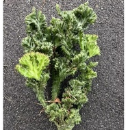 Cactus Coral 🪸Euphorbia Lactea BIG / Cactus Murah