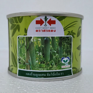 NEW PACK 50g JUMBO GREEN F1 Biji Benih Timun Batang Besar Cap Panah Merah Hybrid Cucumber Seeds East