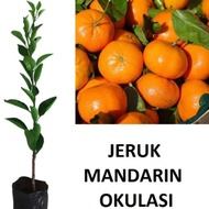 TERLARIS Bibit Jeruk Mandarin Bibit Tanaman Buah Jeruk Mandarin