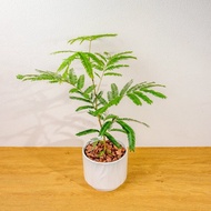 小豆樹 流線白陶盆栽 開幕盆栽推薦 桌上盆栽 送禮