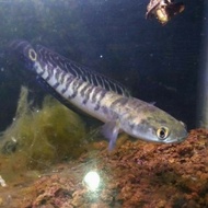 Channa ys yellow sentarum red eye 15-20 cm - 7-10