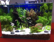 Aquarium 40cm Curve Fish Tank (Dophin GT-3003)