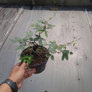 BAHAN BONSAI | PUTRI MALU