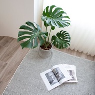 【室內盆栽】龜背芋 中 開幕盆栽 盆栽 升遷 喬遷 發財樹