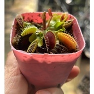 Venus Flytrap in 7cm Pot. Dionaea muscipula. *Houseplant*