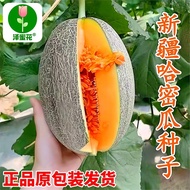 Xinjiang Reticulated Cantaloupe Seeds Four Seasons Sowing Fruits Cantaloupe Melon Fragrant Watermelo