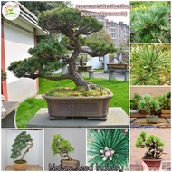 [Local Ready Stock] Japanese White Pine Pinus Seeds for Planting (Approx. 50 seeds) Bonsai Tree Live Plants Garden