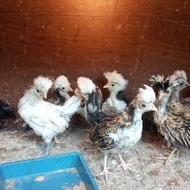 TERBARU AYAM POLAND-AYAM POLAND ANAKAN 1BLN