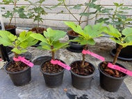 ต้นมะเดื่อฝรั่งพานาซี กิ่งลาย ลูกลาย ใส้แดง รสชาติหวานคล้ายแยม/panache figs tree