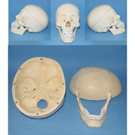 Medium Skull Model Human Body Skeleton Assembly Model Educational Toy Human Body Skeleton Model