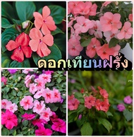 เมล็ดพันธ์ ดอกเทียนฝรั่ง Impatiens flower ปลูกง่าย สวยงาม ชอบร่มรำไรหรือแสงแดดครึ่งเช้า เมล็ดพันธ์นำ