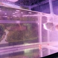 arwana Silver35cm/aquarium80,40,40fullsett/lampu