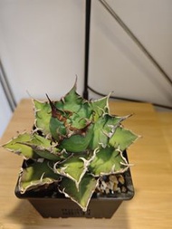 龍舌蘭 凱撒 植物 嚴龍 Agave Plant