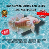 ikan cupang Dumbo ear white line multycolor