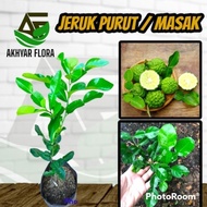 Bibit Jeruk Purut Pohon Jeruk Purut Tanaman Buah Jeruk Purut Jeruk