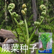 Wild Fern Vegetable Seeds Wild Fern Vegetables Fist Vegetables Ruyi Vegetables Wild Vegetables Cat's