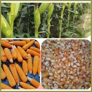 ✿ ✧ ❀ HYBRID CORN HYBRID CORN SEEDS DEKALB/PIONEER (1Kilo) FEEDS CORN (BINHI) 1KILO DEKALB/PIONEER