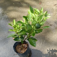 [Paling Horticulture Sdn Bhd] Anak Pokok Limau Purut / Limau Kasturi | Kaffir Lime 麻風柑樹苗 | Real Live