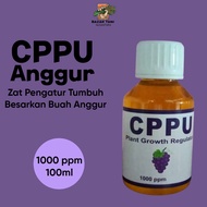 Hormon Tanaman CPPU ZPT Zat Pengatur Tumbuh Besarkan Buah Anggur
