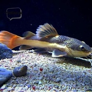 Ikan RTC red tail catfish predator fish lele hias amazon air tawar.