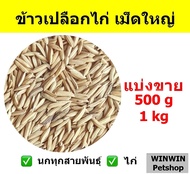 ข้าวเปลือกไก่ เม็ดใหญ่ // สำหรับนก และ สัตว์ฟันแทะ