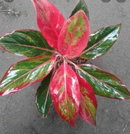 tanaman hias aglonema lipstik merah murah dewasa