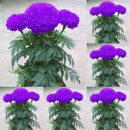 100PCS/pp bag / rare bonsai seed / four color marigold