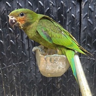 Burung Betet Sumatra Usia Muda Belia