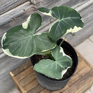 Alocasia Xanthosoma Variegata "MickeyMouse" with FREE plastic pot, pebbles and garden soil (5 STOCKS ONLY, Live plant and Rare plant) - LUZON ONLY