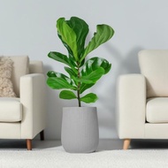 琴葉榕水泥盆栽 大盆栽 直條紋岩灰圓盆 落地盆栽禮 北歐極簡植栽